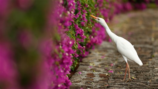 The wild weird warning of 'freakosystems'