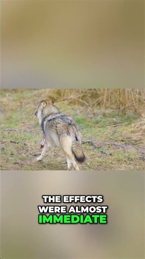 Wolves Reintroduced Yellowstone's Astonishing Ecosystem REBIRTH!