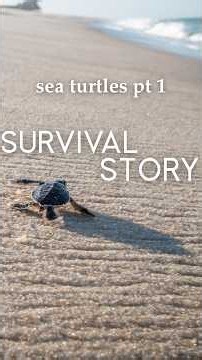 Survival Story of Green Sea Turtles | Part 1 #WorldWildlifeFund