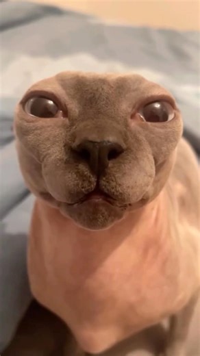 This Cat Looks Like an Alien 😂👽 | Funniest Cat Ever