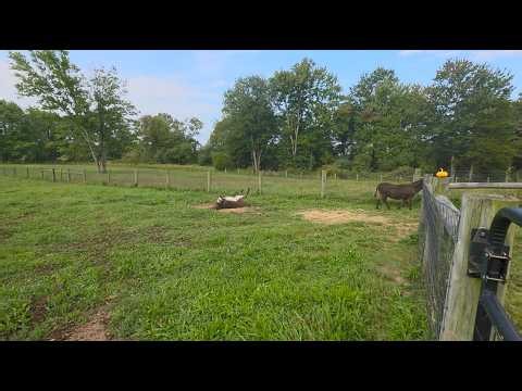 Why My Goats Are Screaming and Fighting Today!