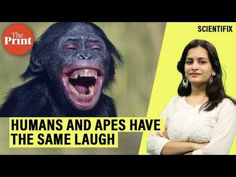 Humans and apes have the same laugh – it developed 15 million years ago
