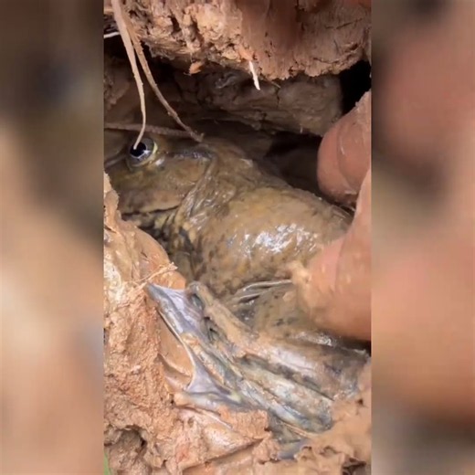 Unbelievable! Pulling a Massive Monster Frog Hiding Deep in the Mud! 🐸😱 (Best for high CTR)