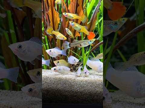 🔴Guppy & Molly Aquarium Ambience 🐟🌿