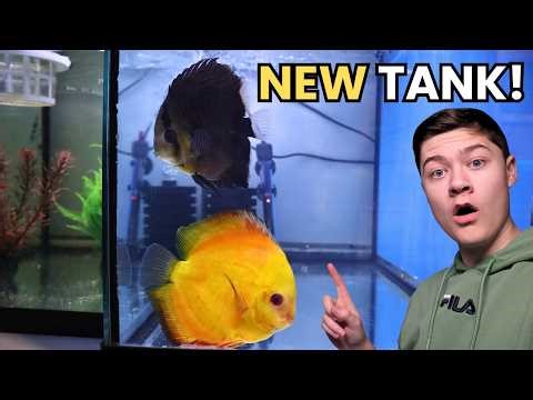 I Moved My Discus Fish After 5 Years Into A New HOME!
