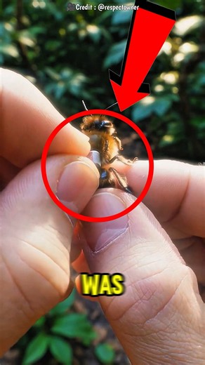 He Put a GoPro on a Bee Then THIS Happened 🐝😱 #shorts #cute #vitalshorts #trends #catcartoon #tiktok
