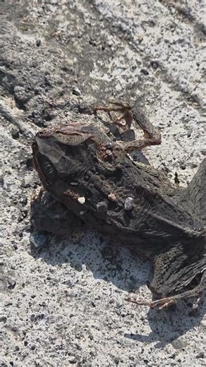 Dead Frog... #frog #nomorehops #circleoflife #theend