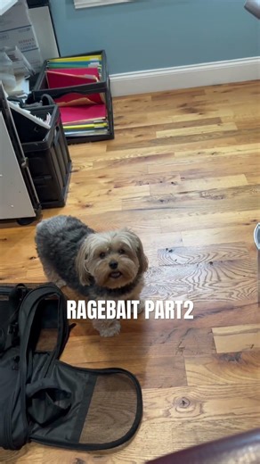 Day 27 of Cuteness | The Argument Continued 😭🐶🗣️ #cutedogs