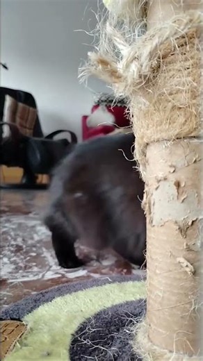 Когда кот пытается быть серьёзным но не получается 😹 #catmemes #viral