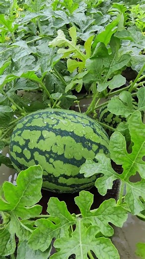 #rain #rainoundforsleep #naturesounds #relax #rainforrest #sleepsounds #nature #sleepsolution