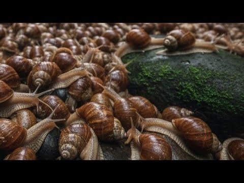 Shell Secrets: How Snails Survive & Thrive in the Wild
