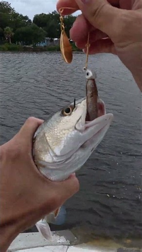 Redfish on a Spinner Bait - Saltwater Fishing from Land
