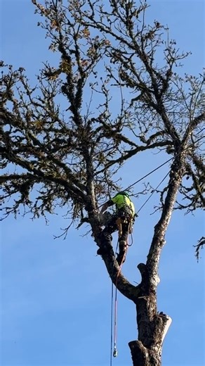 Expert Tree Workers Handling Large Limbs Safely
