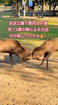 奈良公園で鹿同士が激突！2頭の鹿による大迫力の激しいバトル🔥🦌
