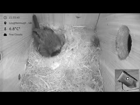 Blue Tit Nest box Loughborough 2026 - livestream - 7 chicks hatched