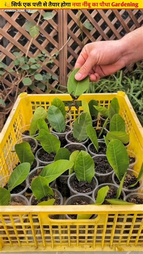 🍋A gardening trick to grow a plant from a lemon leaf #organicgardening #growth #tree