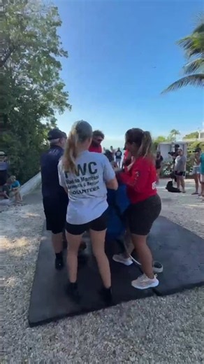 Manatee Release!