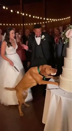 Dog Destroys Wedding Cake!