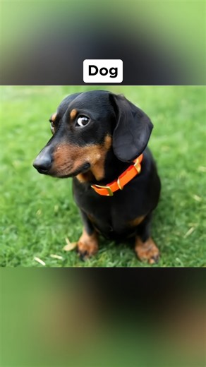 animals that kill most humans every year 😳