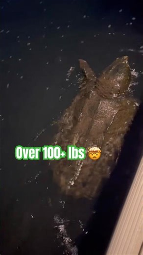 Giant snapping turtle caught and released in Georgia! #subscribe #fishing #nature wildlife #fyp