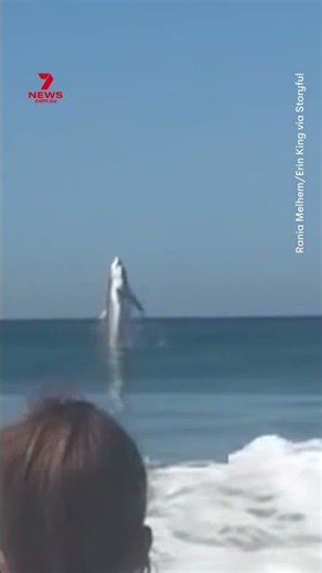 Shark spotted leaping out of water off Marina State Beach in California