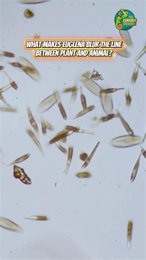 Euglena Breaks Biology Rules 🧪🌱 || #animals #curiouscreatures @The_CuriousCreature