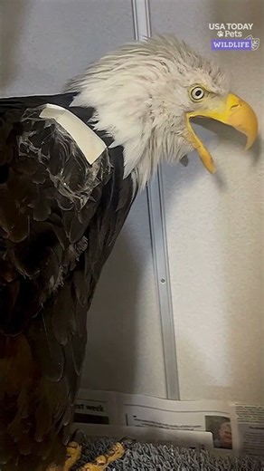 What's wrong with beloved bald eagle Jackie? See latest updates