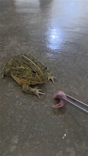 African Bull Frog #africanbullfrog #bullfrog #exoticpets