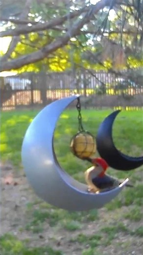 Morning light and little moments…🌅🌙 #backyardbirds #moonbirdfeeder #birdcam #woodpecker #birdlovers