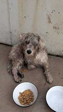 Dog Who Mysteriously Couldn't Walk Starts Running Once He Finds A Family | The Dodo