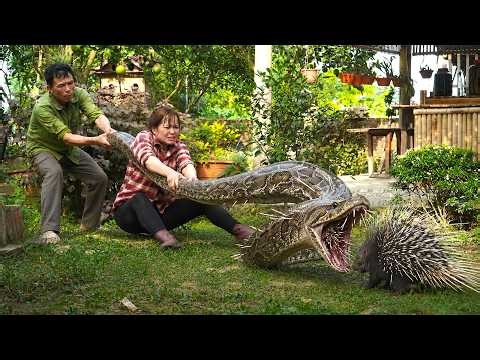 72 Hours Hunting in the Forest 😱Giant Python Vs Hedgehog... Harvesting Early Lychee