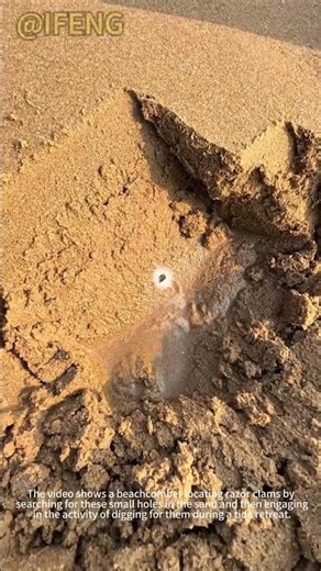 Fishermen are digging for razor clams.