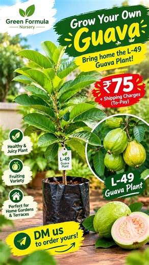 🍈 Grow Your Own GuavaBring home the L 49 Guava Plant and enjoy the joy of growing fresh guavas