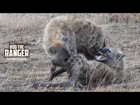 Hyena Social Interactions - Maasai Mara Safari | Zebra Plains