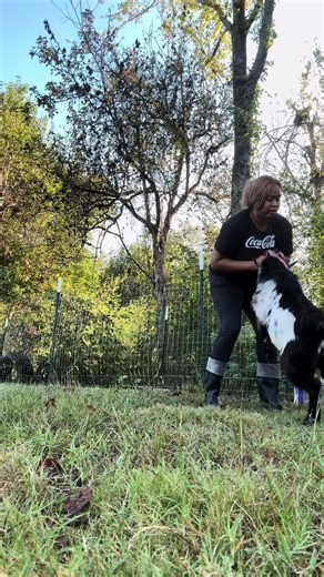 Day in the Life with Baby Goats