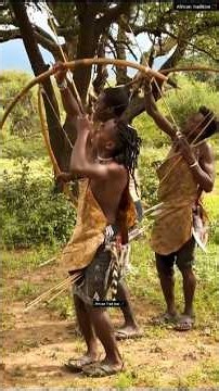 Wild Leopard On Tree And Traditional Bow Hunting Moments