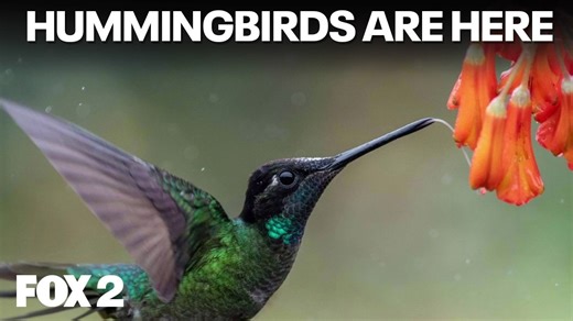 Hummingbirds and baby season at Wolcott Mills Metropark | Brother Nature