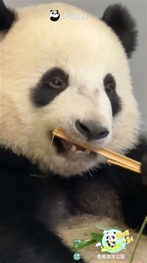 Why Is Everyone Staring When I'm Eating? | iPanda #shorts #HKPanda
