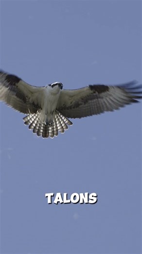 Hawks Hunt From the Sky 😨🦅 || #animalfacts #hawk @AnimalMysteries-YT