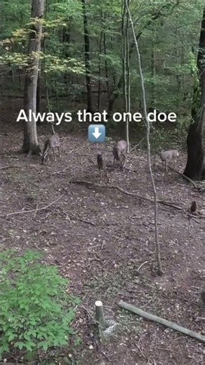 Hunting Fail! 🦌