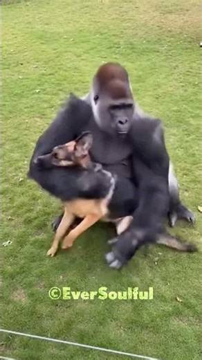 This Gorilla Never Forgot the Puppy, Now Grown Up 💖