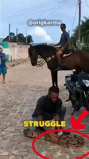 Man vs. GIANT Python: Bare-Handed Struggle for Survival! 🐍 (Did He Make It?) #wildlife