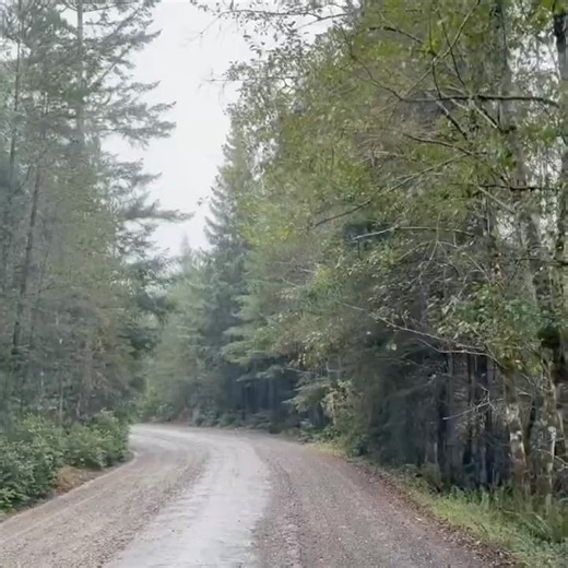 A Quiet Road in a Troubled World | War Pigs — Sarah King