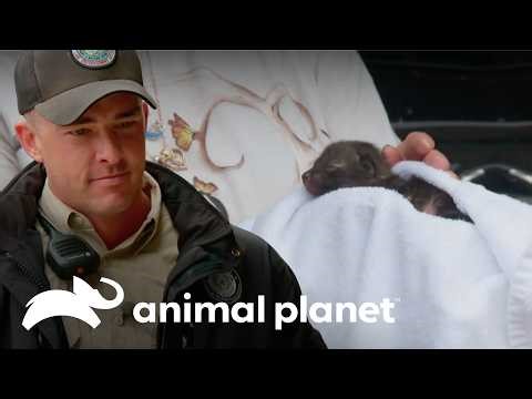 Rescatan a zorro gris y lo llevan a refúgio | Guardianes de Texas | Animal Planet Latinoamérica
