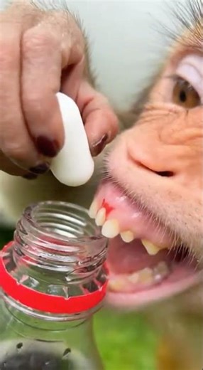 The most craziest monkey pranks human-Try not to laugh #funny #fyp #prank#shorts#tiktok#