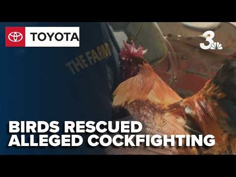 Hundreds of birds rescued as authorities crack down on alleged cockfighting ring