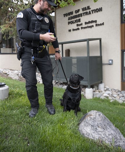 Vail Police introduce new bomb sniffing dog named Goldie