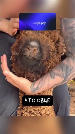 Секрет Шерсти Овцы 🐑
