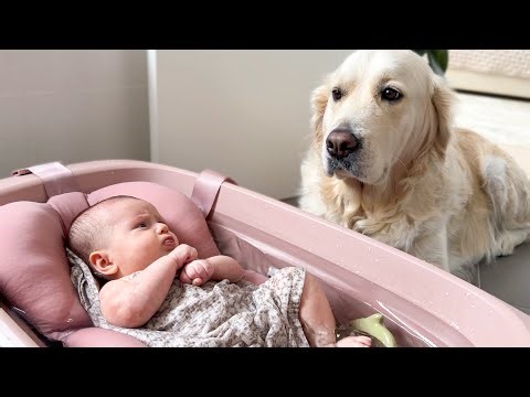Golden Retriever Confused by Newborn Baby Bath