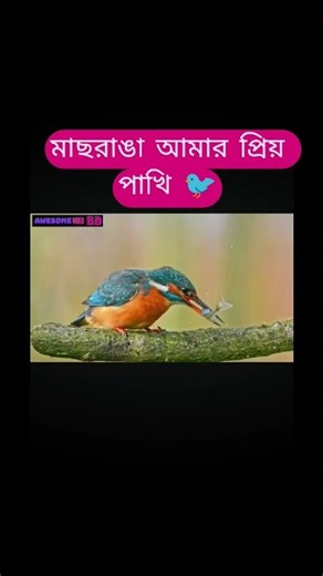 মাছরাঙা টেলিভিশন কট #viral #porimoni #mehjabin_chowdhury